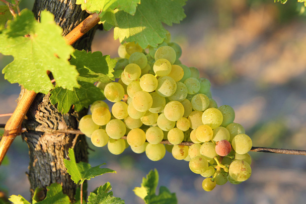 Виноград в виноградниках
 - Фото, изображение