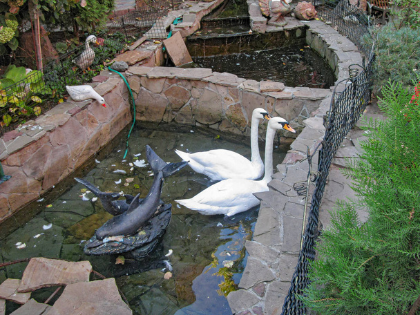 Um par de dois cisnes brancos nadam em uma lagoa artificial
 - Foto, Imagem