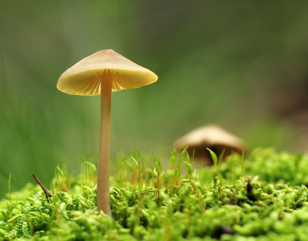 Cogumelo em macro musgo
 - Foto, Imagem