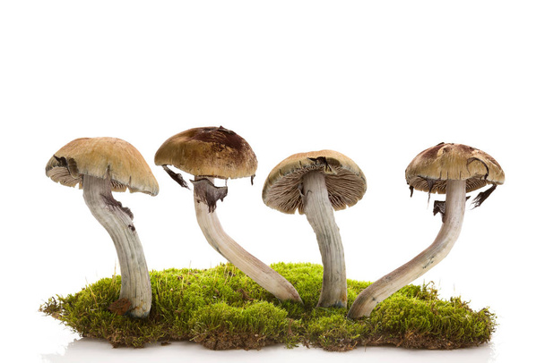 Fresh magic mushrooms on moss  isolated over white background. Hallucinogenic psychedelic mushrooms. Alternative medicine. - Фото, изображение