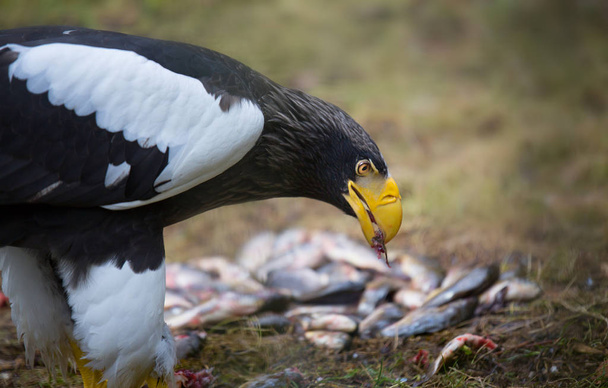 Steller 's sea eagle Haliaeetus pelagicus bird of prey eat prey meat eating fish - Fotografie, Obrázek