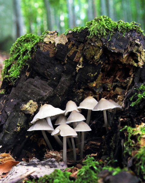гриби в лісі
 - Фото, зображення