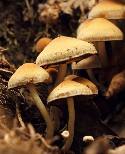 Cogumelos macro
 - Foto, Imagem