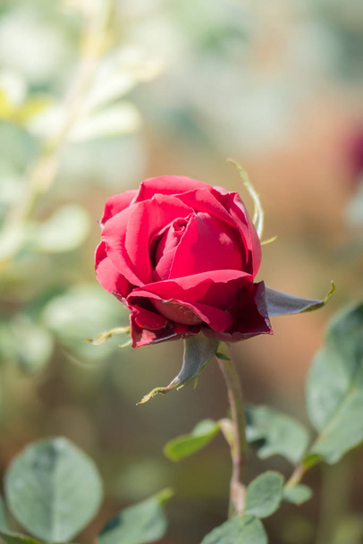 Roses in the garden, Roses are beautiful with a beautiful sunny day. - Φωτογραφία, εικόνα