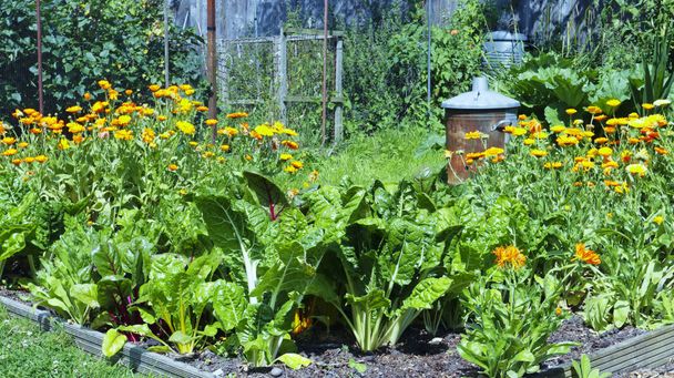 Letní zeleninová zahrada s listovým švýcarským chardem, řepou salátovou a kvetoucími pomerančovými měsíčky . - Fotografie, Obrázek