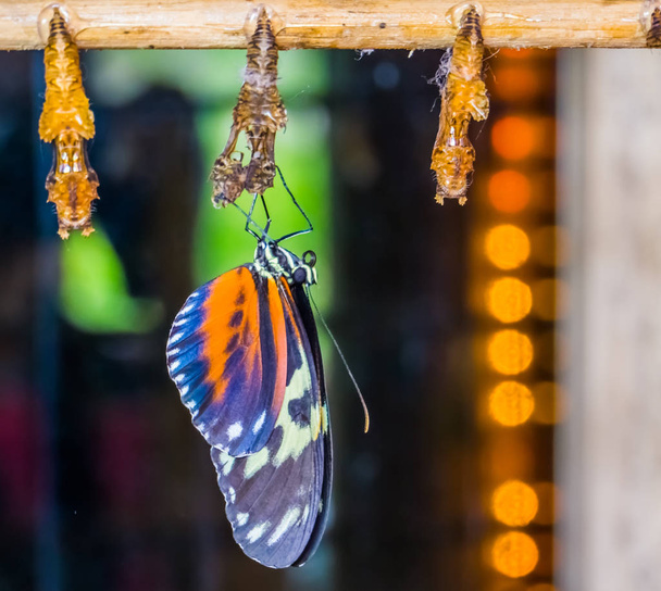 繭や熱帯昆虫種昆虫文化的背景を持つ赤いクラッカー蝶のクローズアップ - 写真・画像