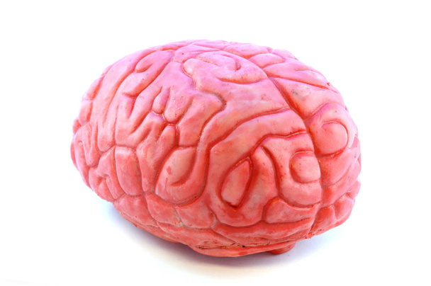 Vista de cerca de un cerebro de utilería falso aislado en blanco
. - Foto, Imagen