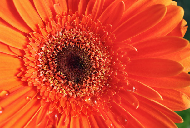 Orange gerbera flower. Beautiful gerbera blooms. Shallow depth of field. Selective focus. - Φωτογραφία, εικόνα