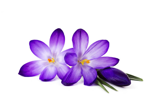 crocus - one of the first spring flowers - Fotó, kép