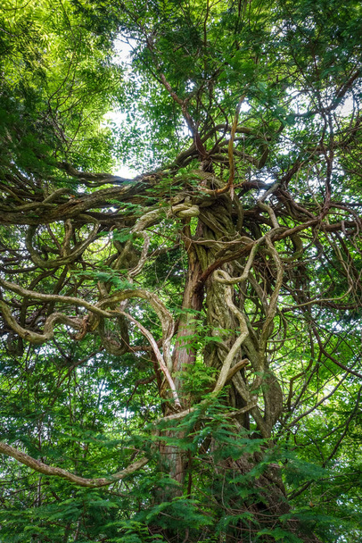 Fantasy tree with huge roots in Nikko botanical garden, Japan - Fotoğraf, Görsel