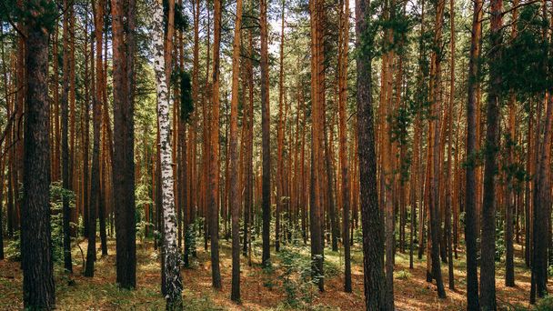 Single birch between pine trees. Woodland Bacground. - Valokuva, kuva