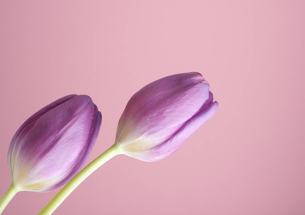Two beautiful tulips on a pink background, springtime or holiday background - Фото, зображення