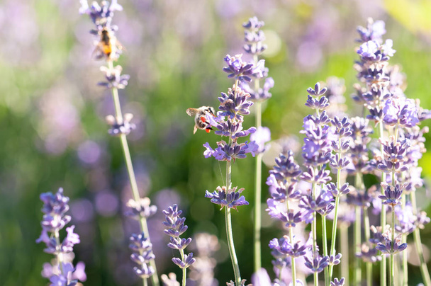 Beautiful Lavender angustifolia, lavandula in sunlight in herb garden with honey bee insect - 写真・画像