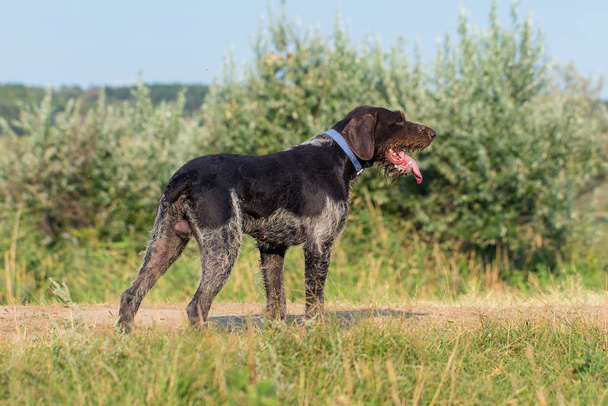 Γερμανικά κυνήγι φύλακα drahthaar, όμορφο σκύλο πορτρέτο το καλοκαίρι - Φωτογραφία, εικόνα