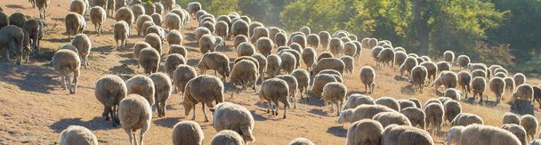 Sheep and goats graze on green grass in spring. Panorama, toned. - 写真・画像