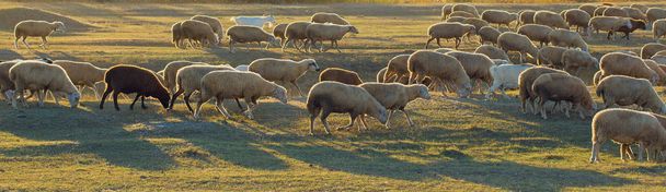 Wiosną owce i kozy pasą się na zielonej trawie. Panorama, stonowana. - Zdjęcie, obraz