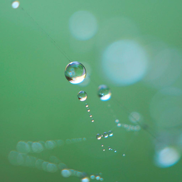 drops on the spider web      - Foto, afbeelding