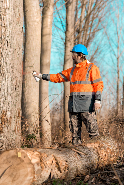 Forestry technician marking tree trunk for cutting in deforestat - Fotoğraf, Görsel