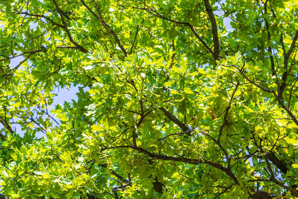 Oak foliage background - Фото, изображение
