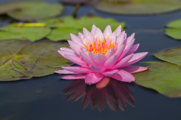 Lotus - Φωτογραφία, εικόνα
