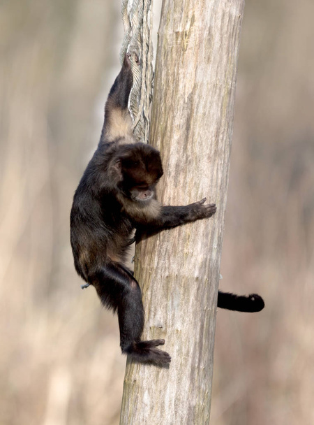 Golden-bellied capuchin climbing a thick rope, selective focus - Foto, afbeelding