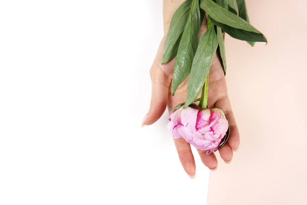 Beautiful pink peony in ladys hands. - 写真・画像