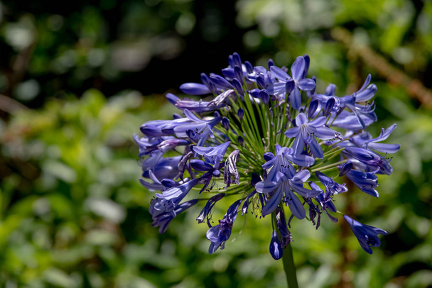 unknown Flower in blue seen in Concepcion, Chile - Φωτογραφία, εικόνα