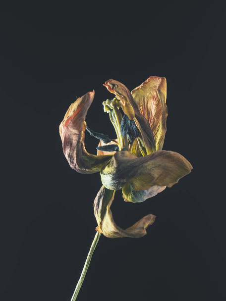 Old withered purple tulip on a dark background, Past beauty with abstract fragility - Foto, Imagem