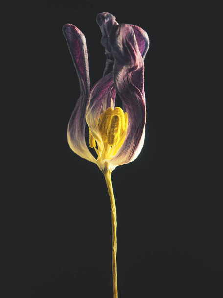 Old withered purple tulip on a dark background, Past beauty with abstract fragility - Foto, imagen