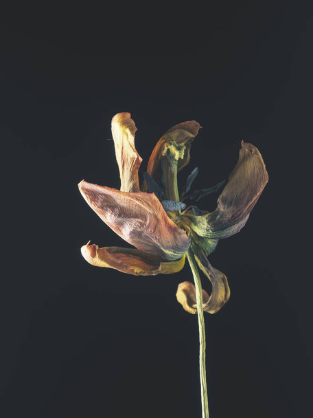 Old withered purple tulip on a dark background, Past beauty with abstract fragility - Photo, Image