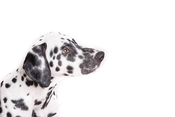 Headshot of a young Dalmatian dog isolated on white background - Photo, image