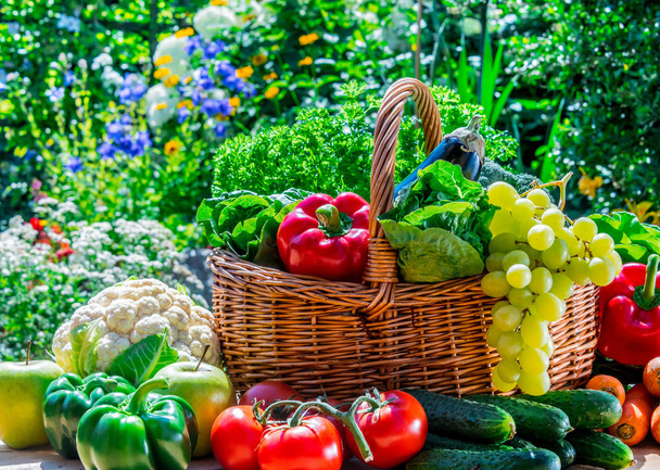 Sokféle friss organikus zöldségek és gyümölcsök a kertben - Fotó, kép