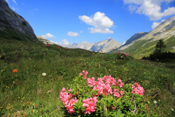 some beautiful alp- roses bloom on a field in the mountains - Φωτογραφία, εικόνα