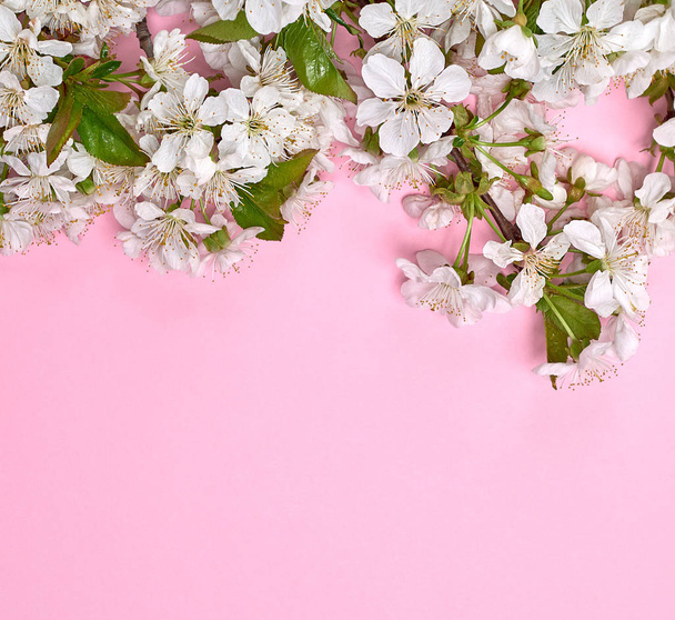 pink background with blooming white cherry twigs, copy space - Photo, image
