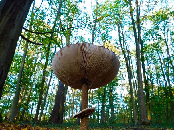El paraguas gigante común en el bosque
 - Foto, Imagen