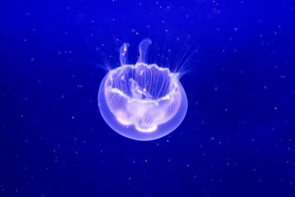 jellyfish sea underwater, sea life - Foto, afbeelding