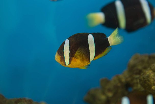 Amphiprion polymnus, also known as the saddle back clown fish or yellowfin anemone fish, is a black and white species of anemone fish - Фото, изображение