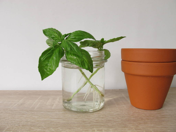 Regrow basil in a glass of water - Фото, изображение