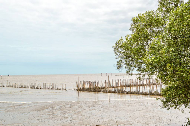 タイの海辺にあるマングローブ林 - 写真・画像