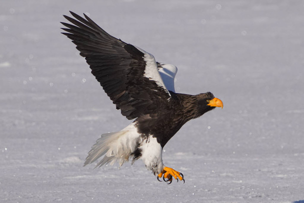 Морской орёл Стеллера зимой - Фото, изображение