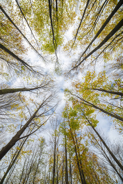 Bosque de otoño turco, vista al fondo
 - Foto, imagen