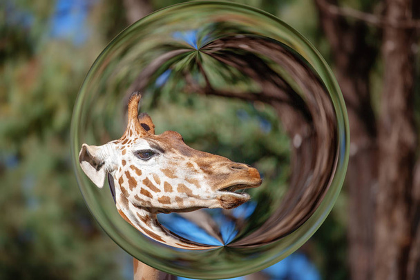 Žirafa v kuličce objektivu - Fotografie, Obrázek