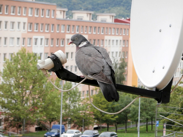 Pigeon on satellite dish - Photo, Image