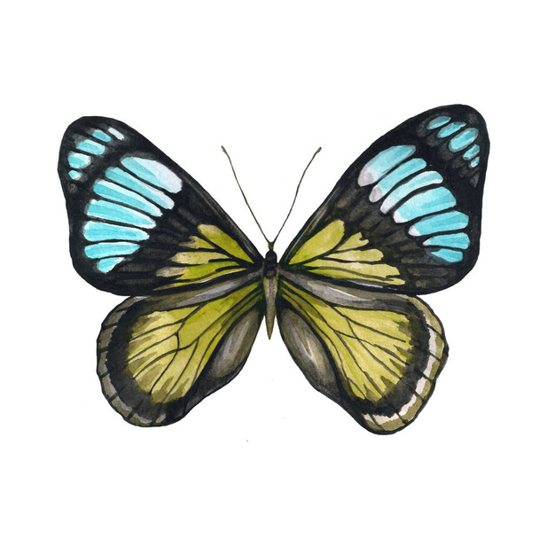 Butterfly pattern in yellow and blue colors - Foto, imagen