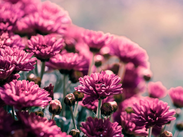 Červené chryzantémy parta v květinářství - Fotografie, Obrázek