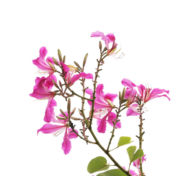 Closeup Hong Kong Orchid Flower or Bauhinia with a green leave isolated on white - Photo, Image