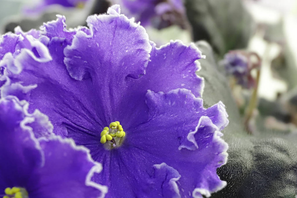 Belle Saintpaulia ou Uzumbar violet. Fleurs intérieures roses en gros plan. Fond floral naturel
. - Photo, image