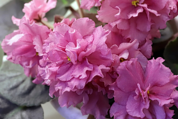 Hermosa Saintpaulia o violeta Uzumbar. Flores interiores rosadas de cerca. Fondo floral natural
. - Foto, Imagen