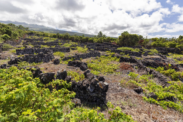 Vinha dos Açores Vulcânicos
 - Foto, Imagem