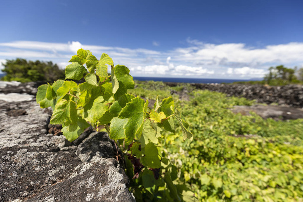 Азорские виноградные листья
 - Фото, изображение